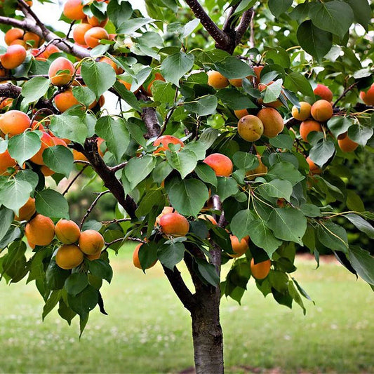 DWARF APRICOT DIVINITY BR