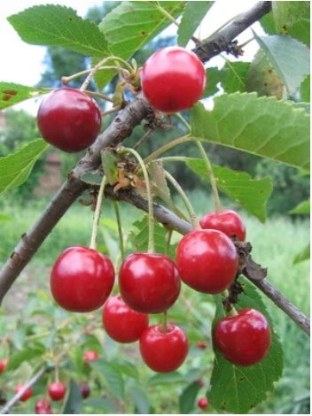 CHERRY BING BR