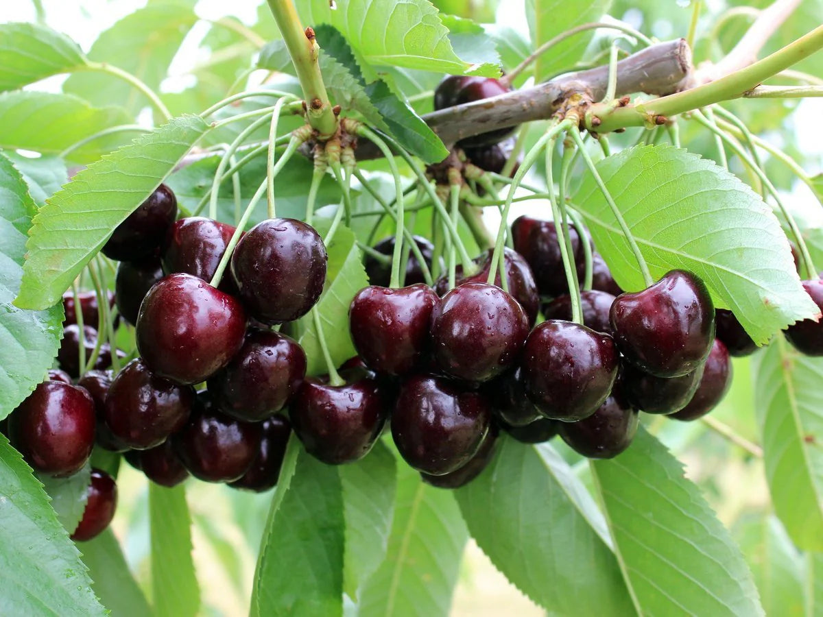 CHERRY BLACK BOY BR