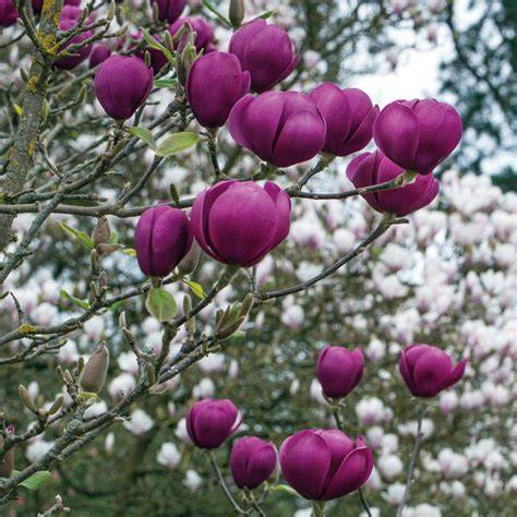 MAGNOLIA BLACK TULIP BR