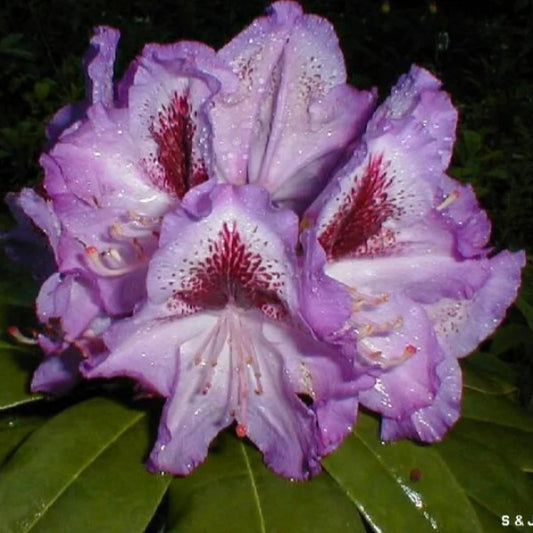 RHODODENDRON BLUE CROWN 200MM