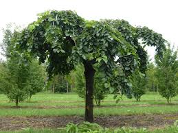 ELM ULMUS GLABRA CAMPERDOWNII STANDARD WEEPER BR