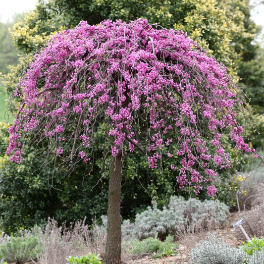 CERCIS CANADENSIS COVEY LAVENDER TWIST TALL STANDARD BR