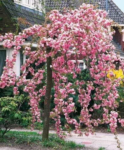 WEEPING CHERRY 1.8 CHEALES BR