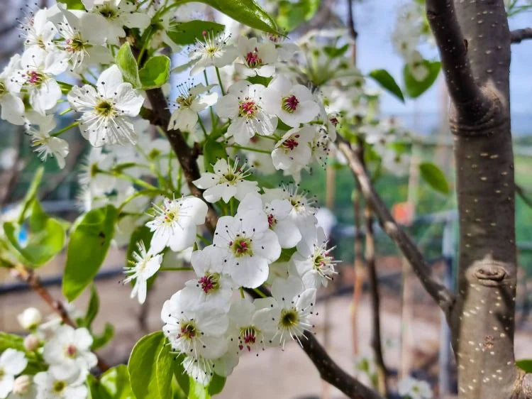 ORNAMENTAL PEAR PYRUS CALLERYANA CAPITAL BR