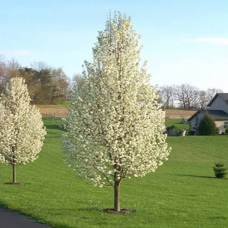ORNAMENTAL PEAR CHANTICLEER CLEVELAND SELECT BR