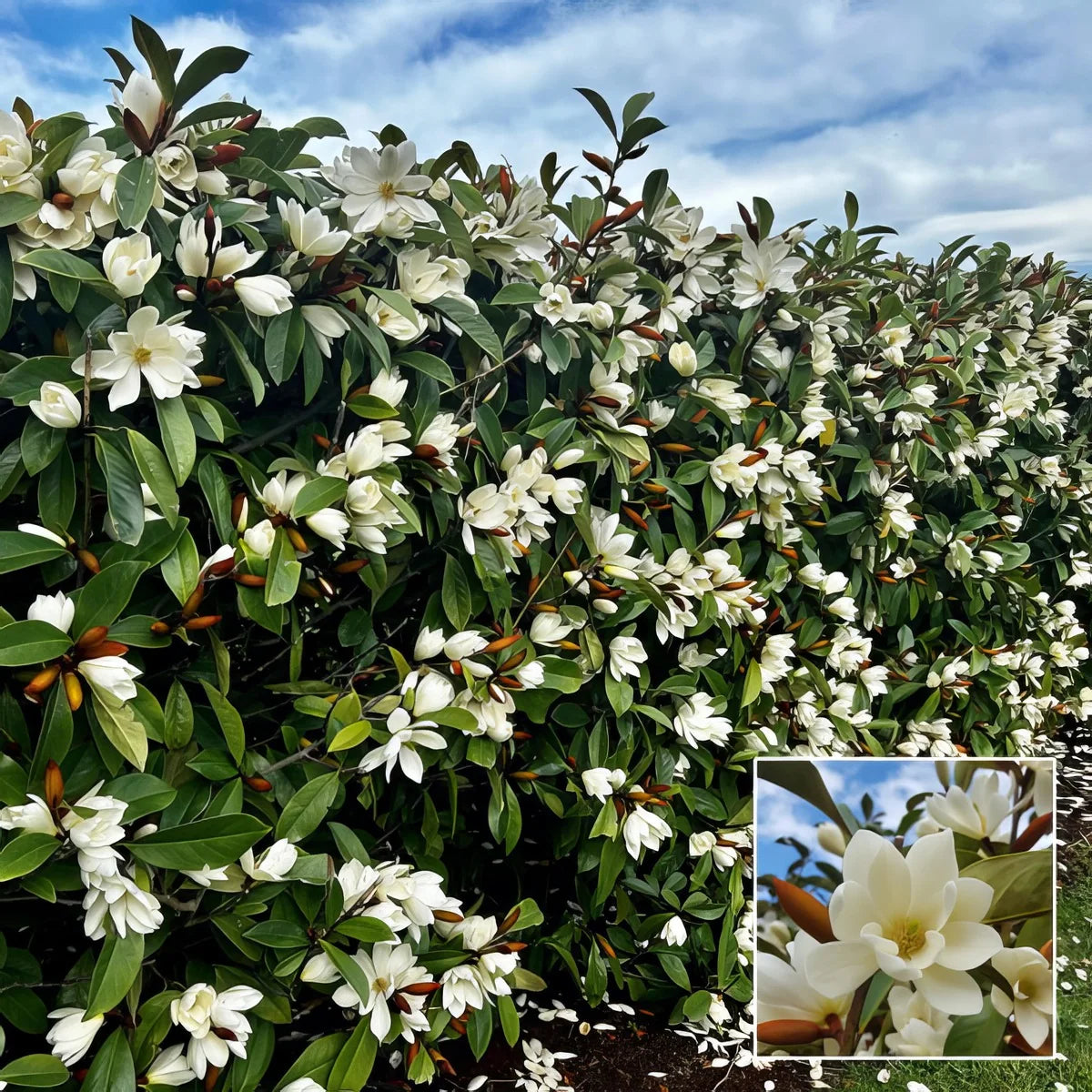 MAGNOLIA FAIRY CREAM