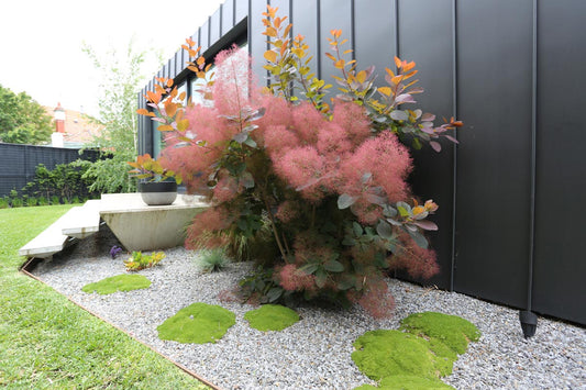 COTINUS X GRACE SMOKEBUSH BR