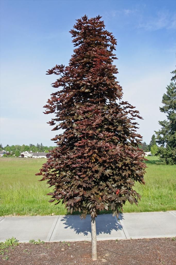 MAPLE ACER PLATANOIDES CRIMSON SENTRY BR