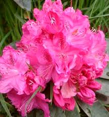 RHODODENDRON CYNTHIA 200MM