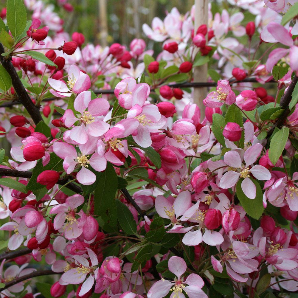MALUS FLORIBUNDA CRAB APPLE BR