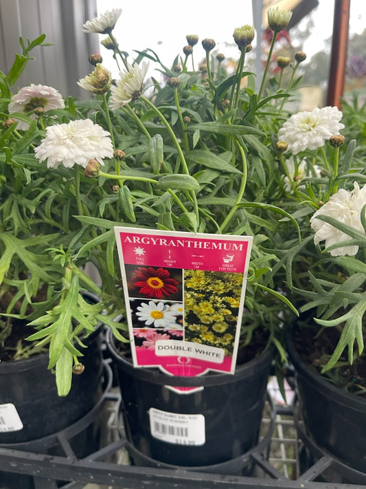 ARGYRANTHEMUM SASSY DOUBLE WHITE 140MM