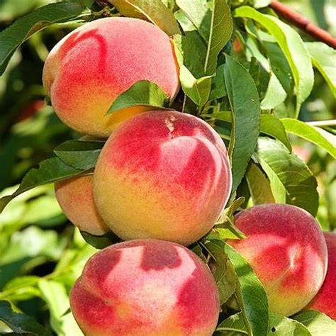 DWARF PEACH ELBERTA BR