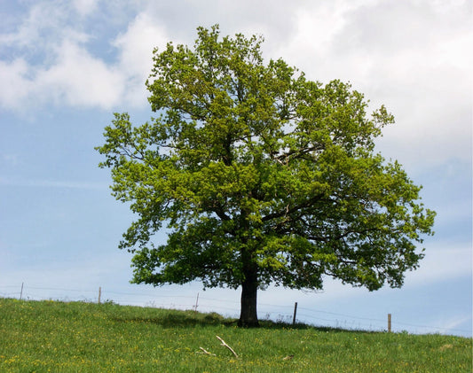 OAK QUERCUS ROBUR ENGLISH OAK BR