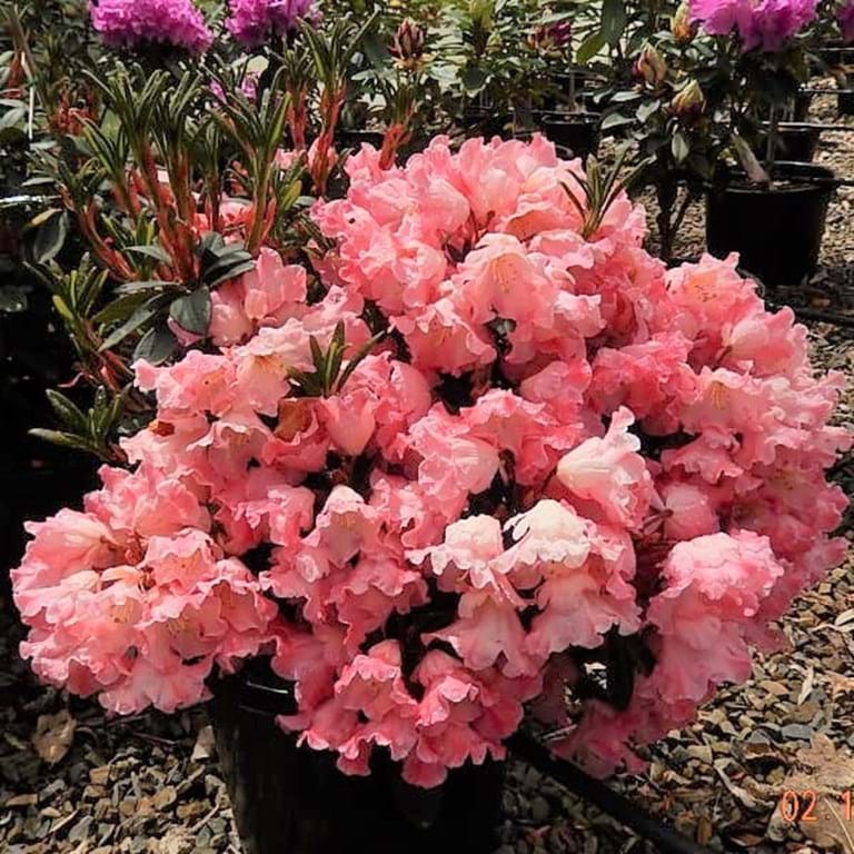 RHODODENDRON ENTICEMENT 200MM