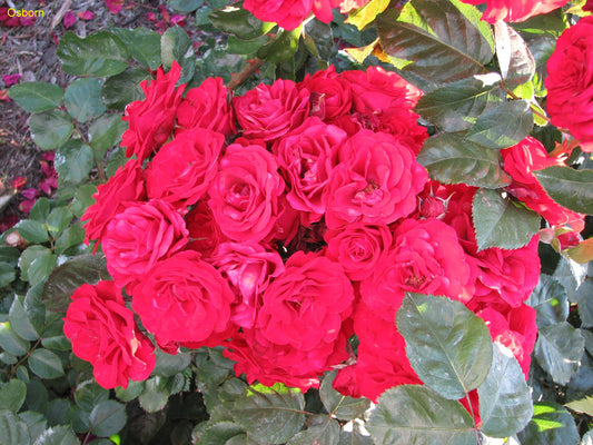 BR EUROPEANA BUSH ROSE