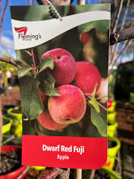 APPLE DWARF RED FUJI BR