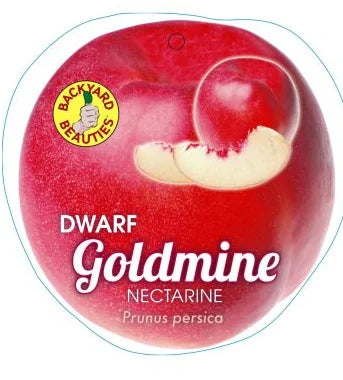 DWARF NECTARINES GOLDMINE BR