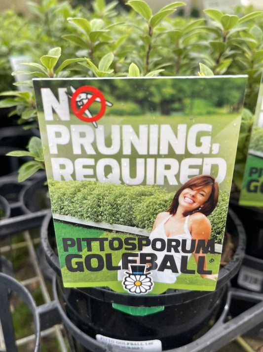 PITTOSPORUM GOLFBALL 200MM
