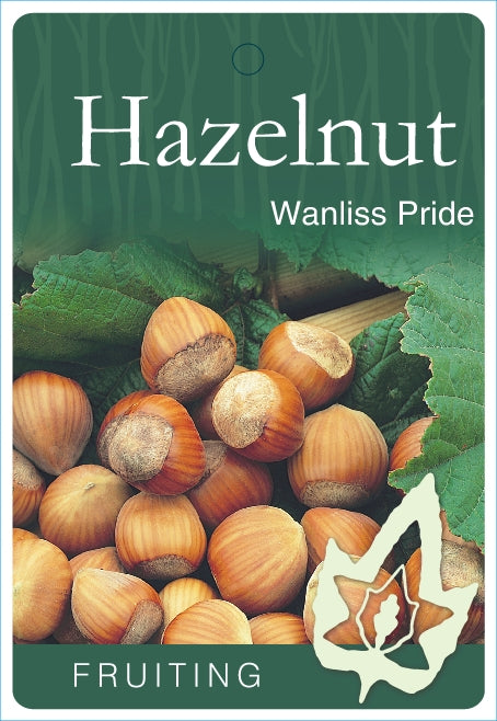 HAZELNUT WANLISS PRIDE BR