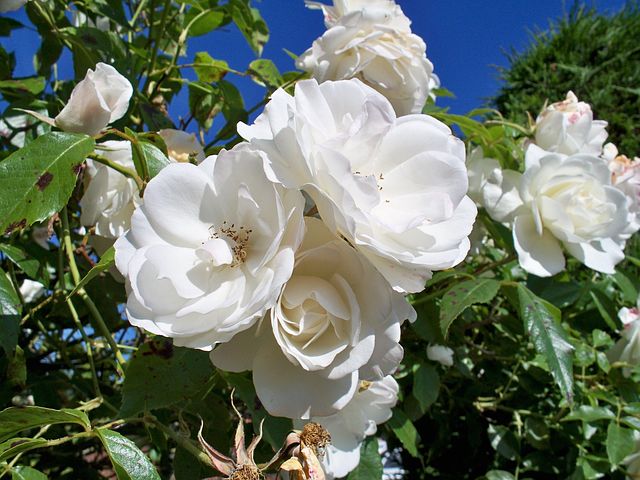 BR BUSH ICEBERG FLORIBUNDA