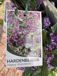 HARDENBERGIA HAPPY WANDERER 125MM