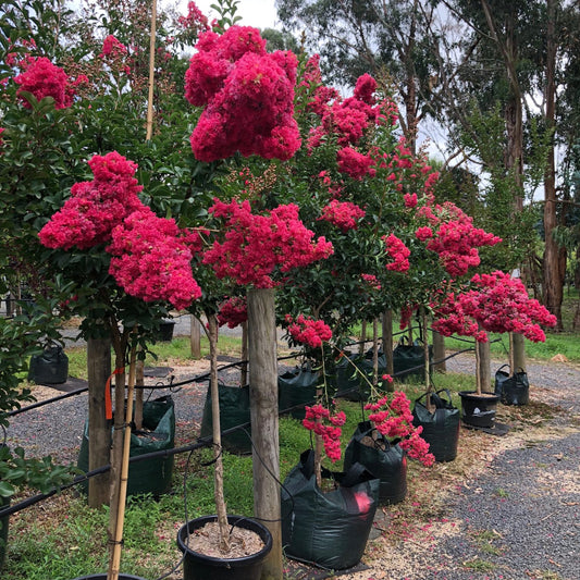 CREPE MYRTLE LAGERSTROEMIA TUSCARORA BR