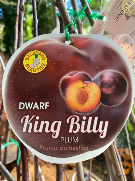 DWARF PLUM KING BILLY BR