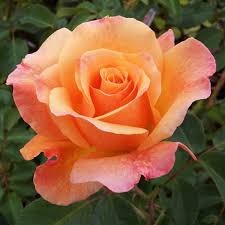 BR LOLITA B BUSH ROSE