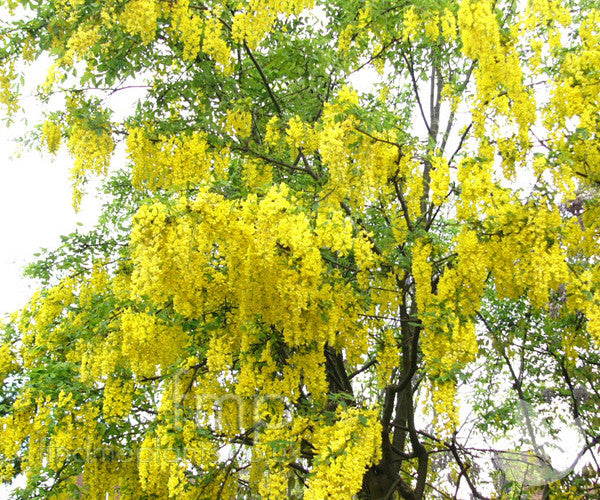 LABURNUM X WATERERI VOSSII GOLDEN CHAIN TREE BR