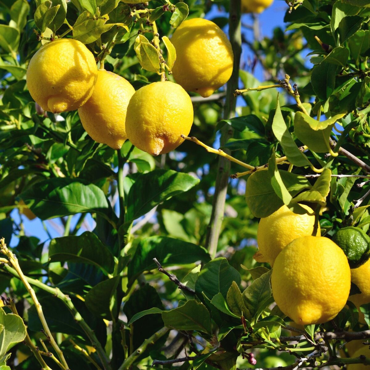 CITRUS LEMON LISBON 250MM