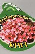 LEPTOSPERMUM SCOPARIUM KIWI 140MM