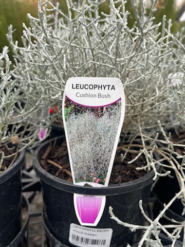 LEUCOPHYTA NANA DWARF CUSHION BUSH140MM