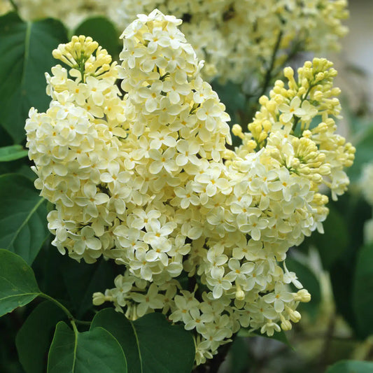 LILAC SYRINGA PRIMROSE BR