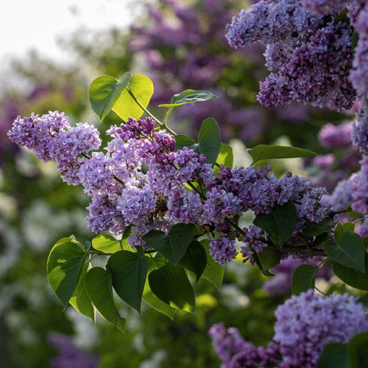 LILAC SYRINGA ALICE EASTWOOD BR