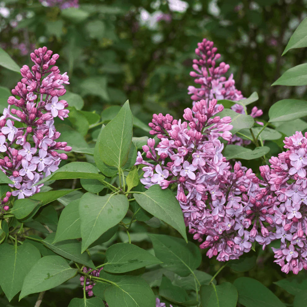 LILAC SYRINGA BELLE DE NANCY BR