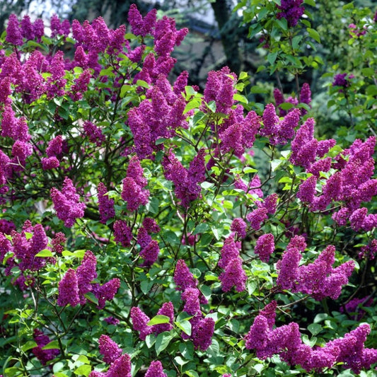LILAC SYRINGA CHARLES JOLY BR