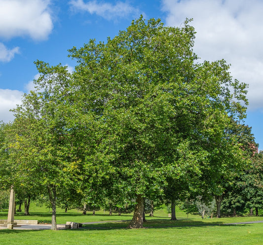 PLATANUS ACERIFOLIA LONDON PLANE TREE BR
