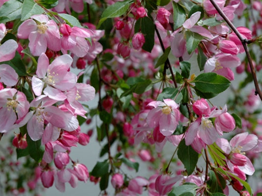 MALUS GORGEOUS CRAB APPLE BR