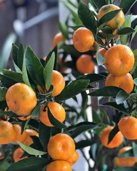 CITRUS JAPANESE MANDARINE SEEDLESS 250MM