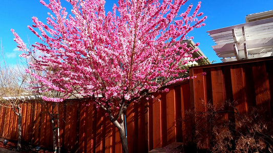 FLOWERING PEACH PRUNUS PERSICA VERSICOLOUR ADVANCED BR