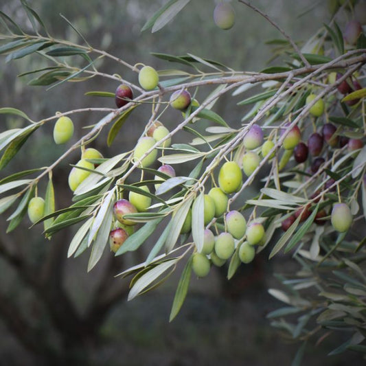 OLIVE MEDITERRANEAN MIDGET 140MM