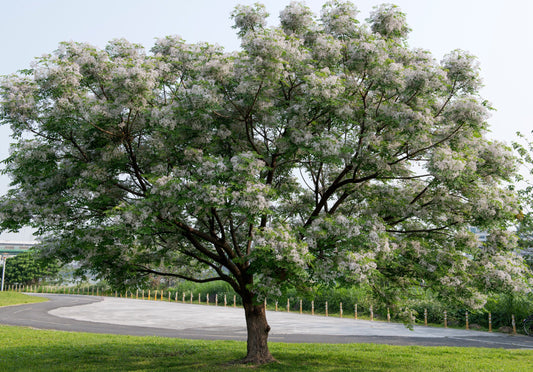 WHITE CEDAR MELIA AZEDARACH BR