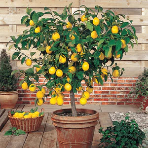 CITRUS DWARF MEYER LEMON 250MM