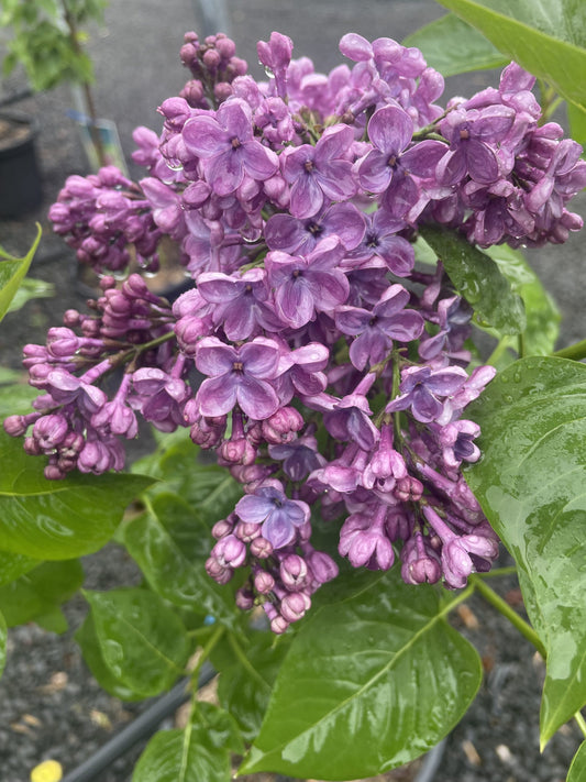 LILAC SYRINGA MISSIMO BR