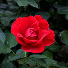 BR MOULIN ROUGE BUSH ROSE