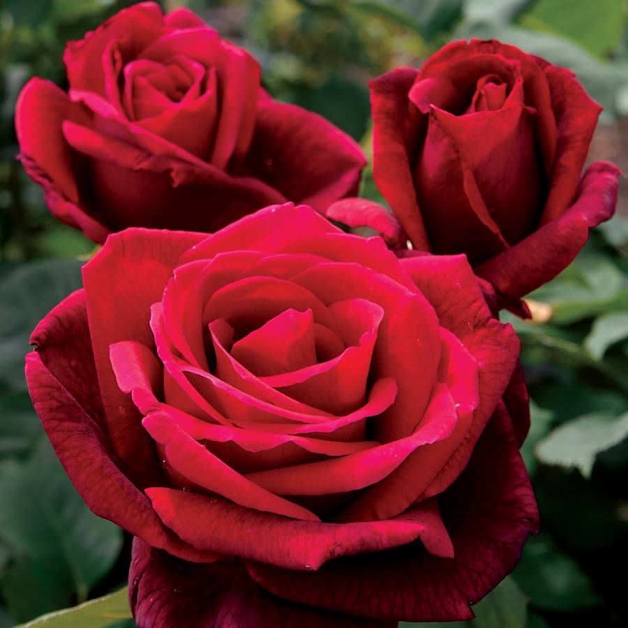 BR MR LINCOLN BUSH ROSE