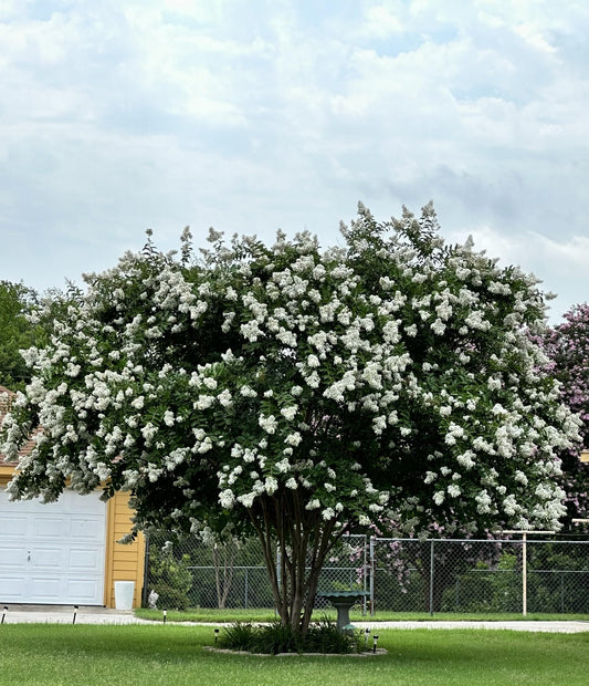 CREPE MYRTLE NATCHEZ 250MM