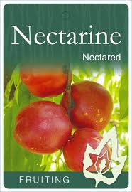 NECTARINE NECTARED BR