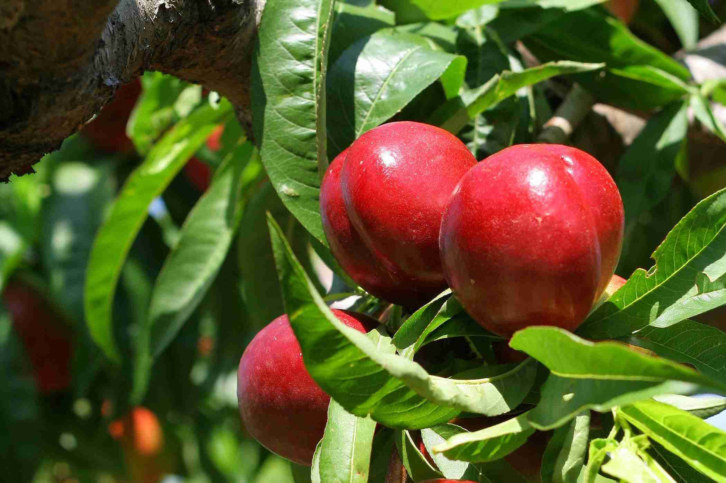 NECTARINE NECTARED BR